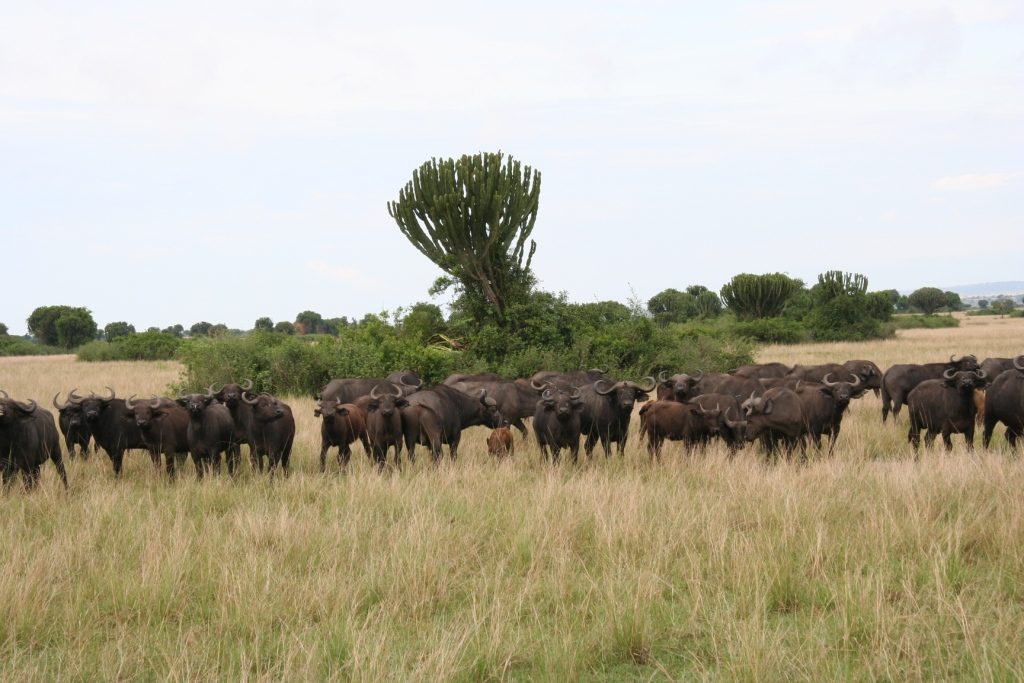 A Herd of Buffaloes in Queen Elizabeth National Park