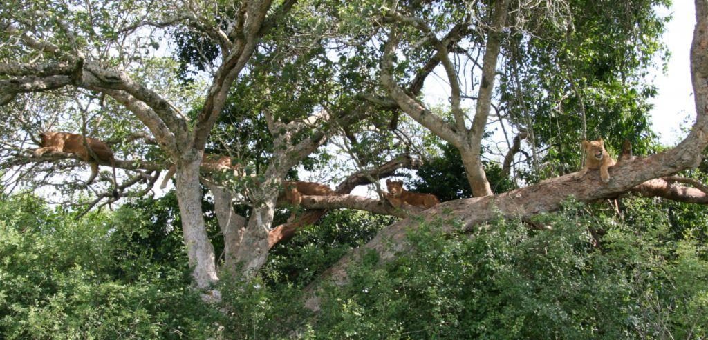 Tree climbing lions of Ishasha in Queen Elizabeth National Park