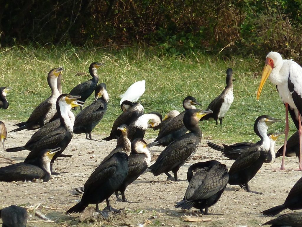 Cormorants and herons along Kazinga channel are of the key bird species in Queen Elizabeth National Park