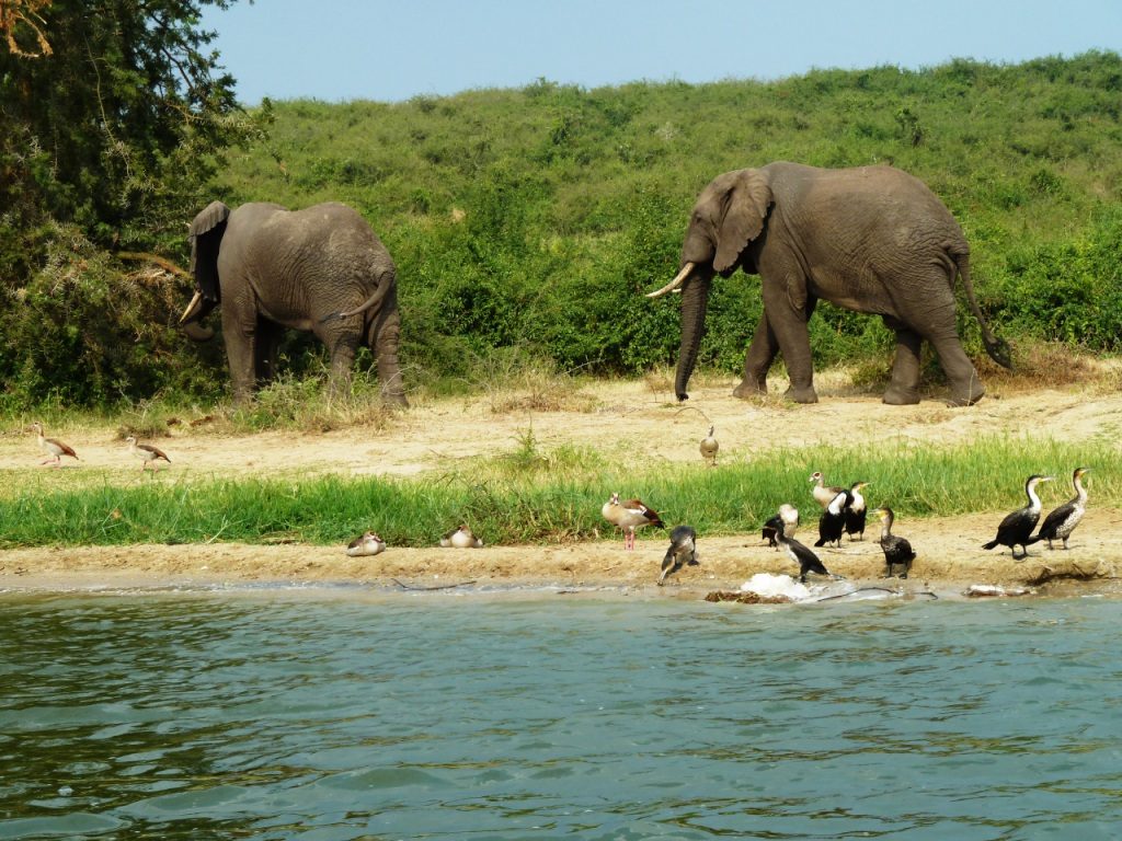 African savanna elephants and bird species that can be on while on a Kazinga channel launch cruise