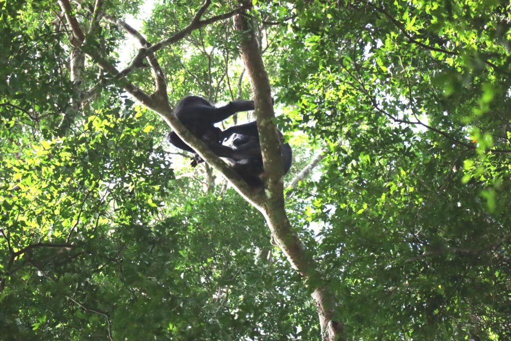 Playful chimpanzees on top of a tree, part of your experience during Kyambura chimpanzee trekking in Queen Elizabeth National Park