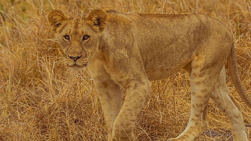 A closer view of one of the lions to be found in Queen Elizabeth on your lion tracking safari in Uganda.
