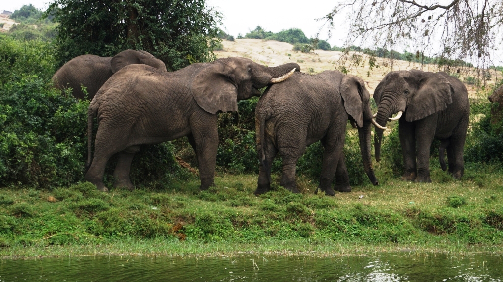 Some of the giant African elephants to encounter on your budget safari to Queen & Ishasha in Queen Elizabeth National Park