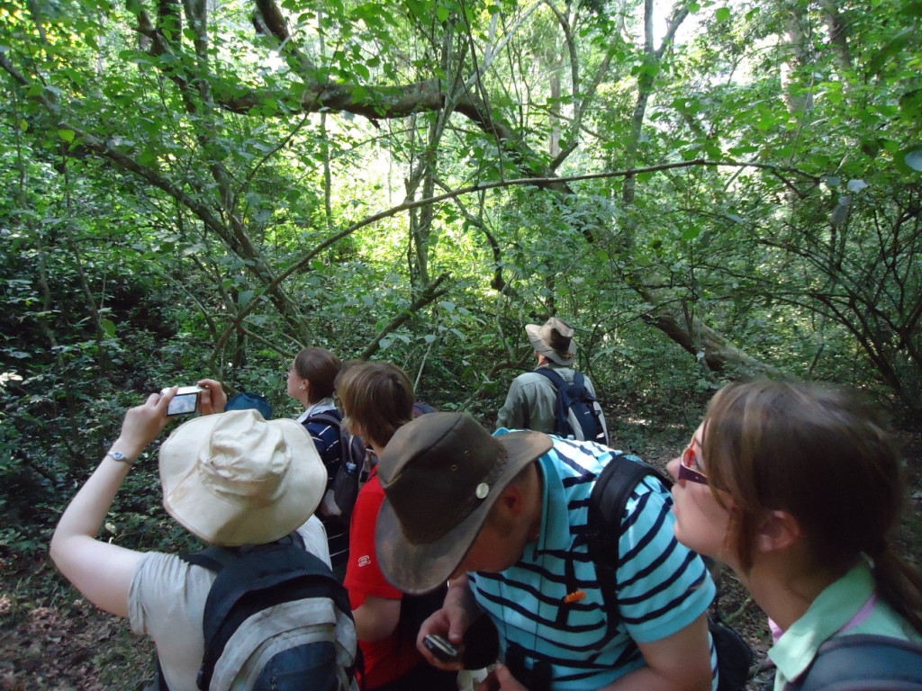 Tourists on a guided nature walk in Kasyoha Kitomi Forest Reserve