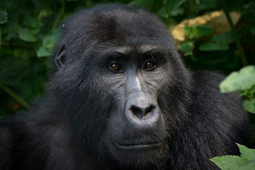 A closer view of an adult mountain gorilla in Bwindi Impenetrable National Park, part of Queen Elizabeth and Bwindi Gorillas safari