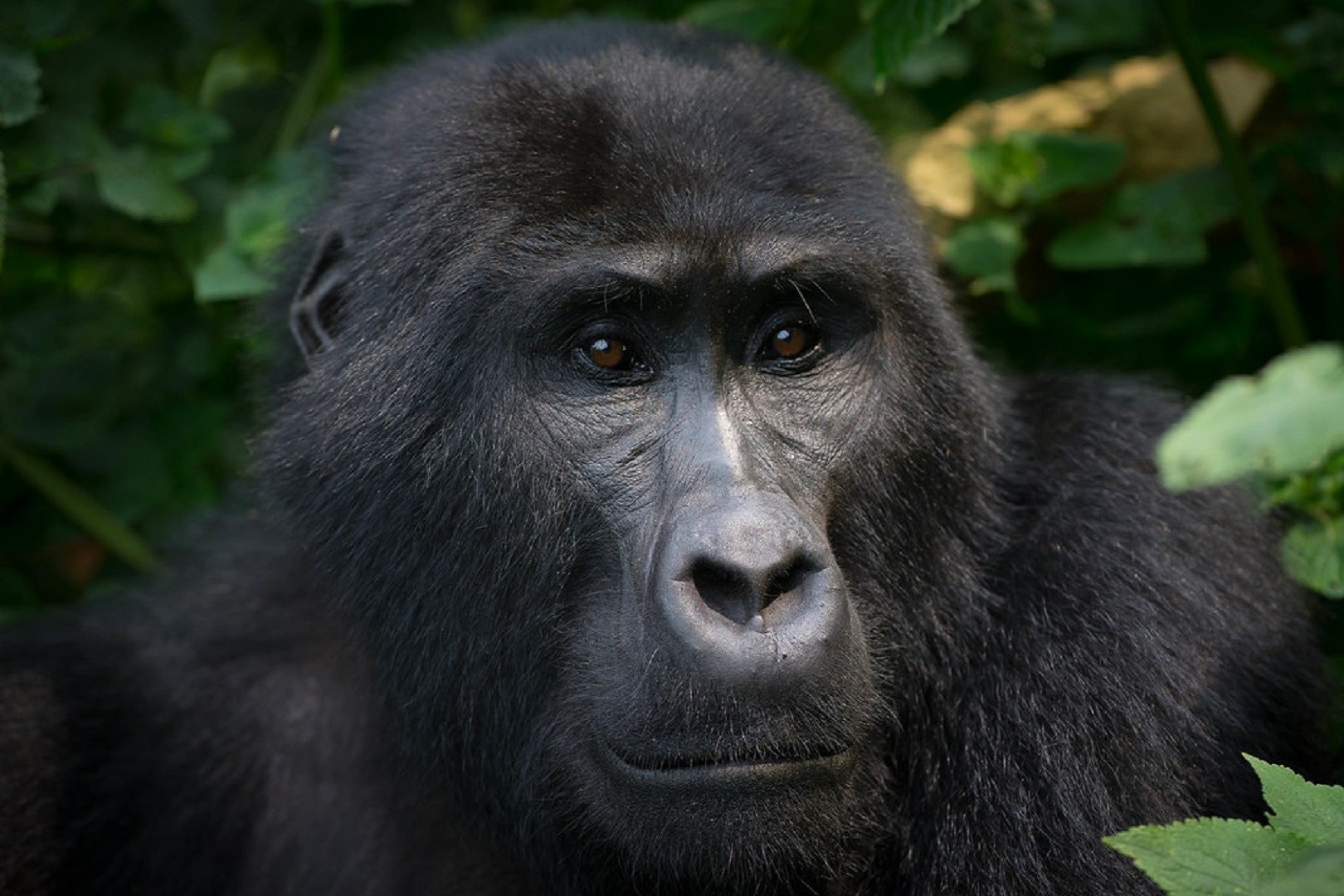 A closer view of an adult mountain gorilla in Bwindi Impenetrable National Park