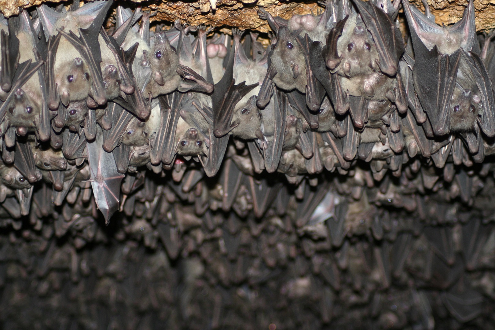 Views of bats in the bat cave in Maramagambo forest, Queen Elizabeth National Park