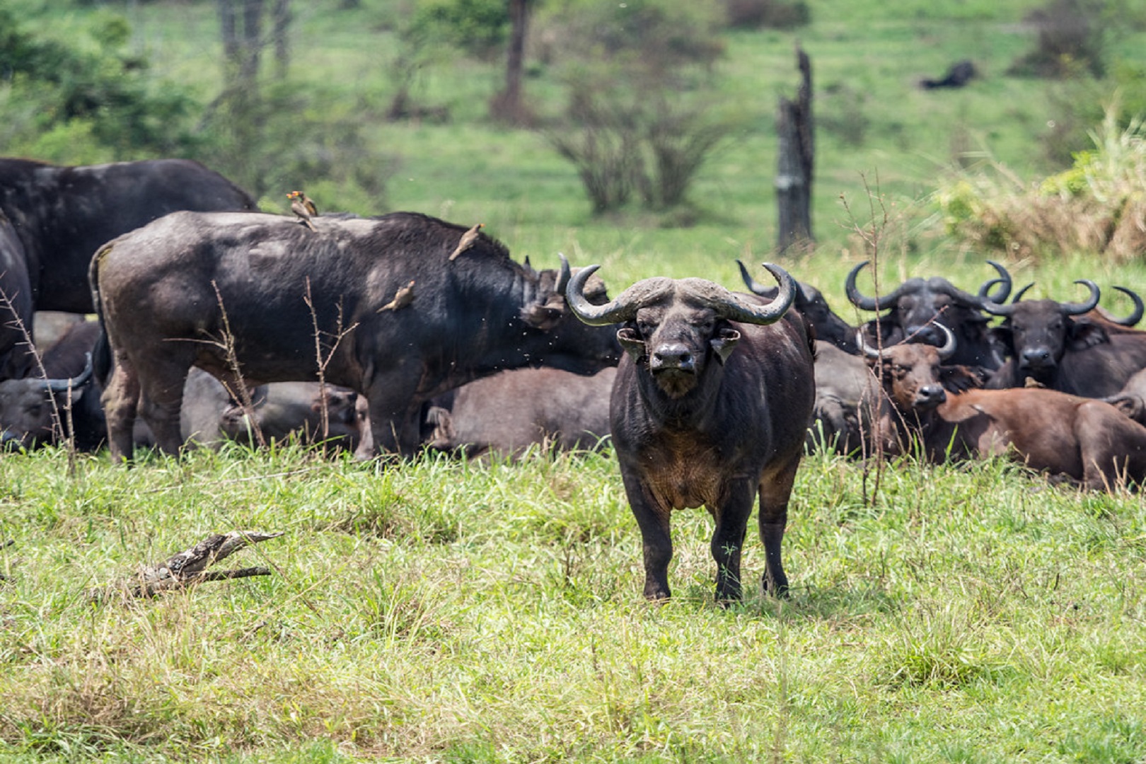 A herd of buffaloes in Queen Elizabeth National Park