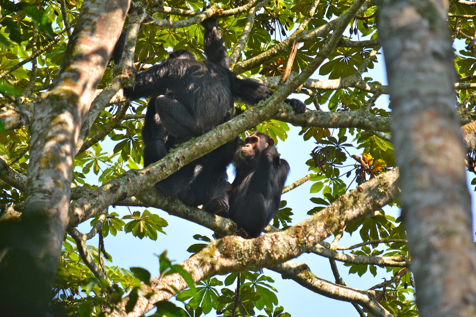 Playful chimpanzees in Kalinzu forest, Queen Elizabeth National Park