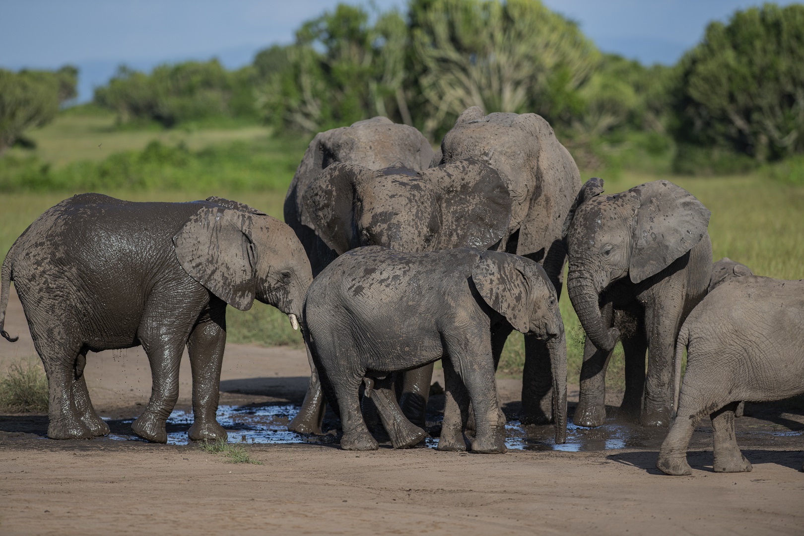 Savannah elephants to watch while in Queen Elizabeth National Park