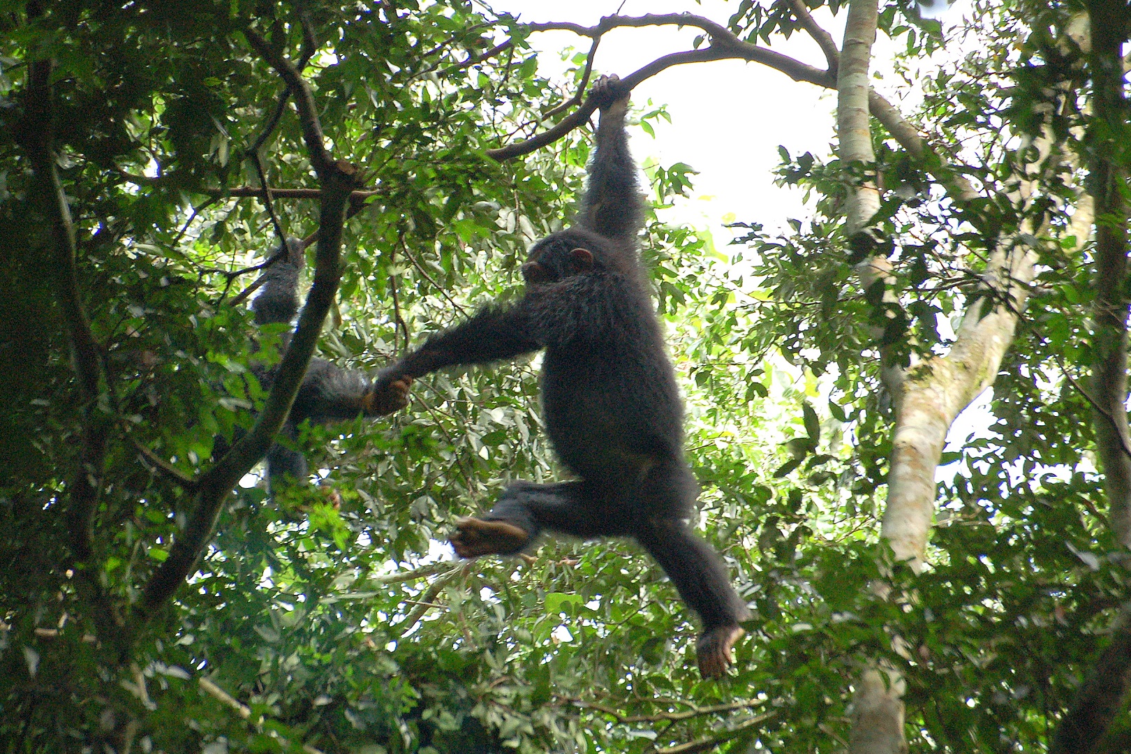 Playful chimpanzee flying on top of a tree in Kyambura Gorge