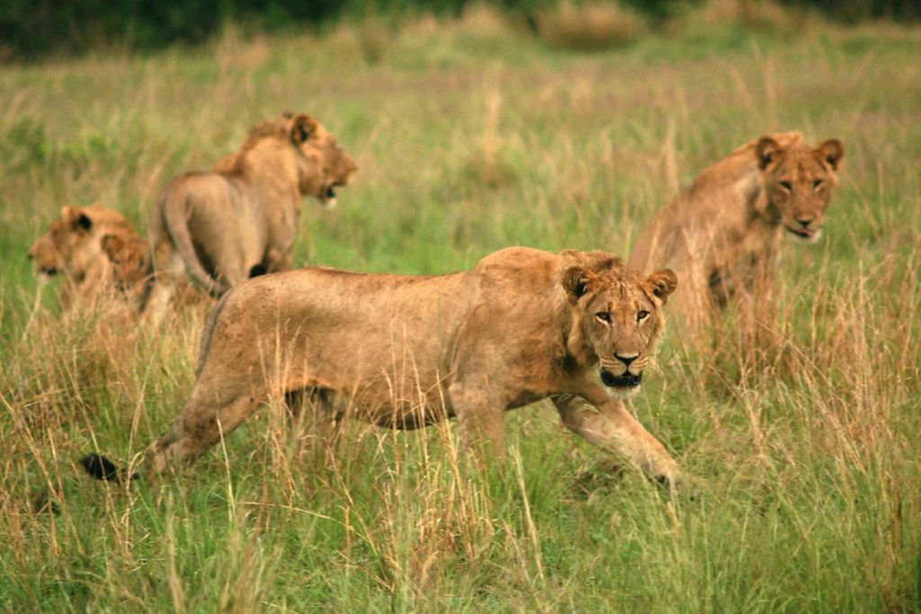 A view of some of the tree-climbing lions in Queen Elizabeth National Park, part what to see when you come for lion tracking in Uganda