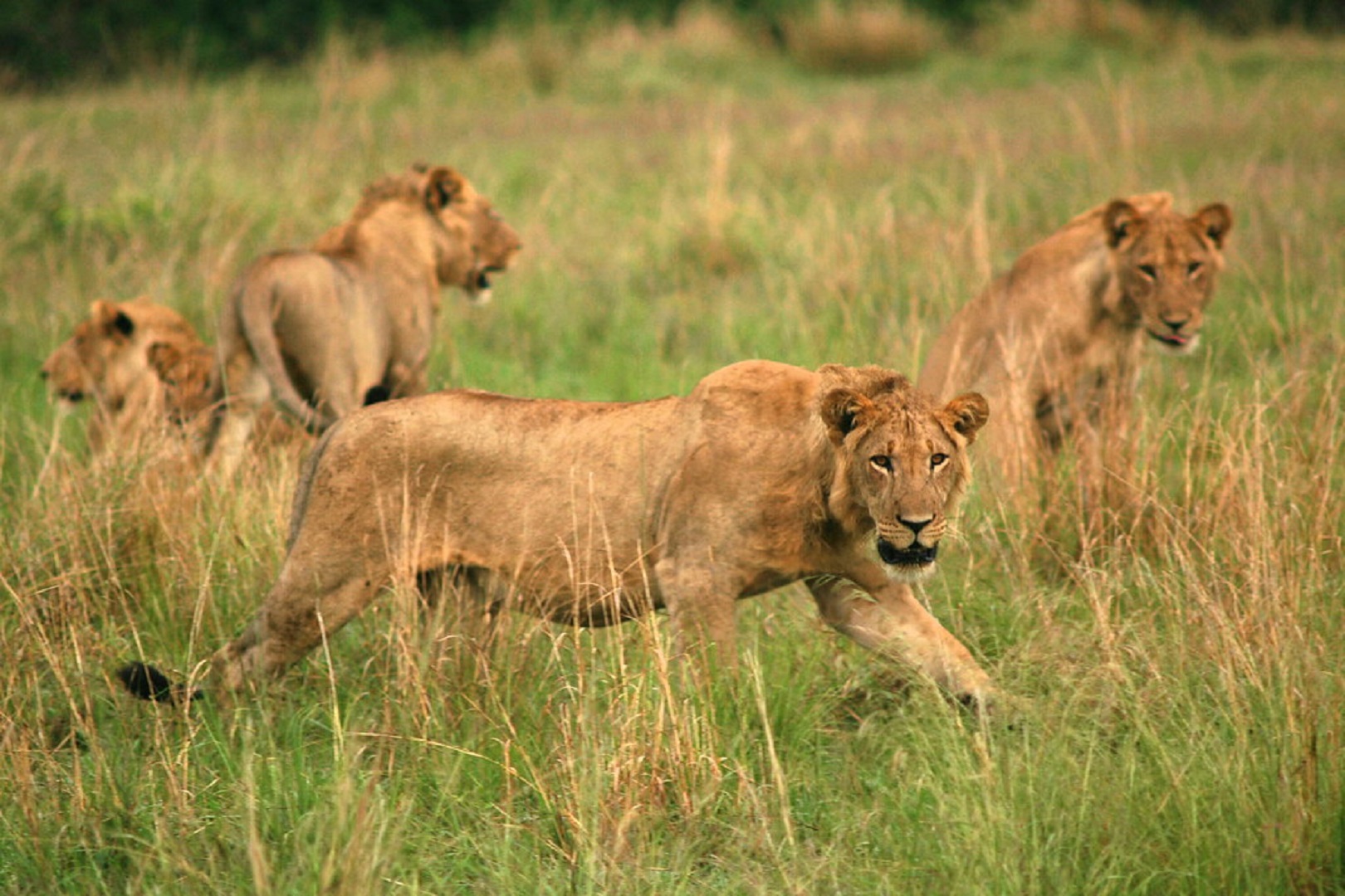 Tracking tree-climbing lions in Queen Elizabeth National Park