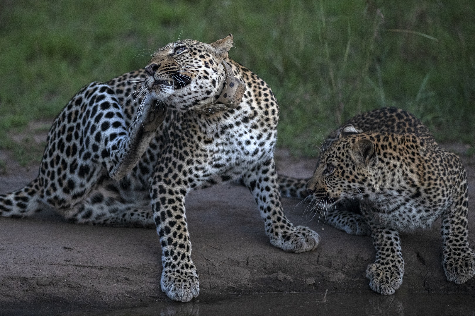 Leopards spotted in Queen Elizabeth National Park