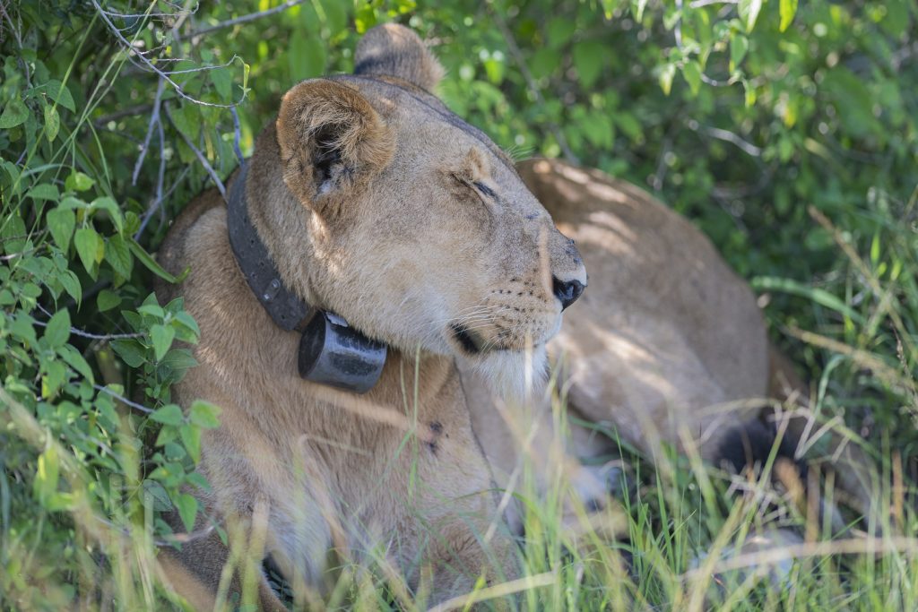 One of the lions being tracked on a lion-tracking experience in Queen Elizabeth National Park