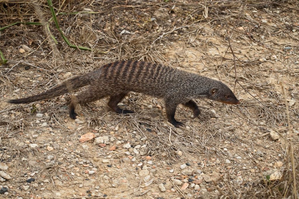 An adult mongoose spotted in Queen Elizabeth National Park, part of what to see on your mongoose tracking experience.