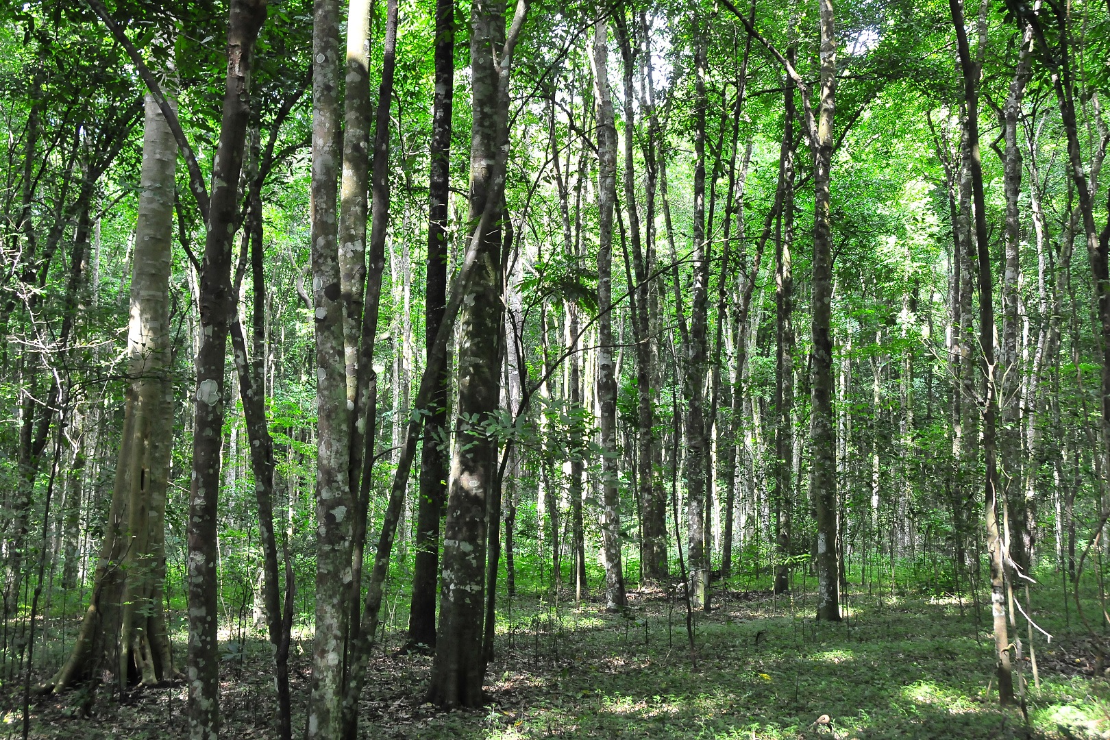 Maramagambo forest in Queen Elizabeth National Park