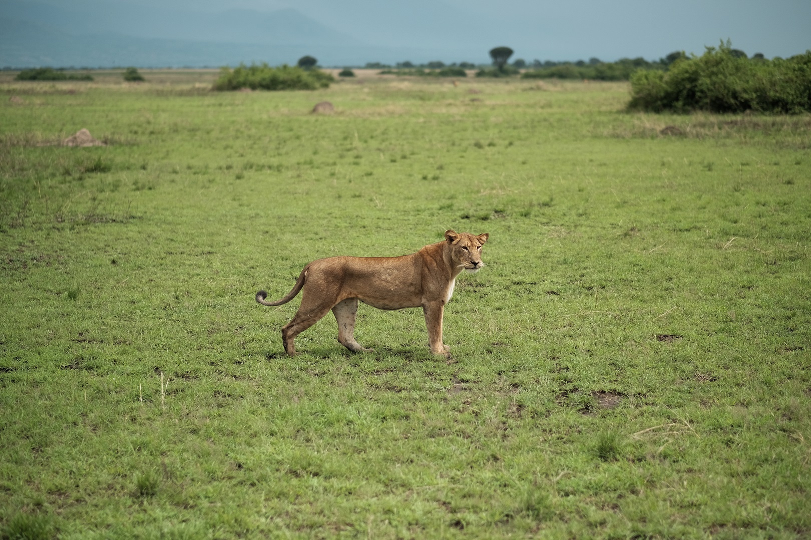 A female lion spotted in Kasenyi plains, also known as Mweya sector in Queen Elizabeth National Park