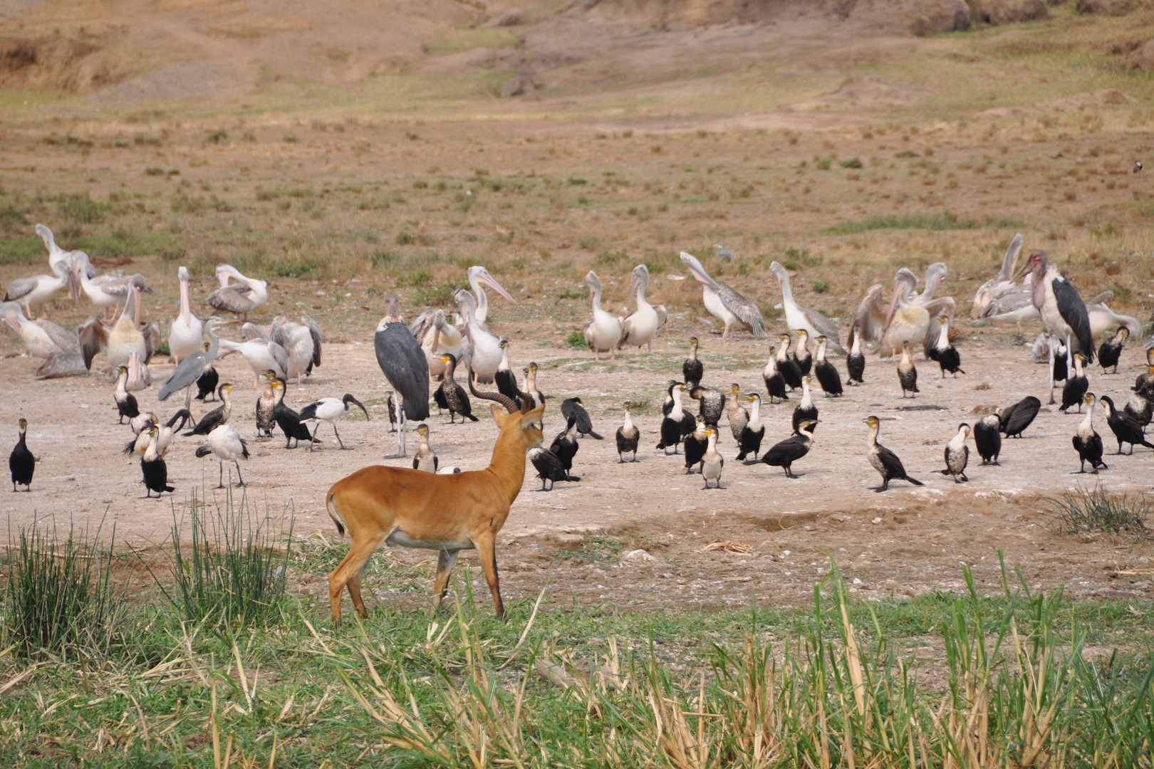 Antelopes alongside bird species in Queen Elizabeth National Park