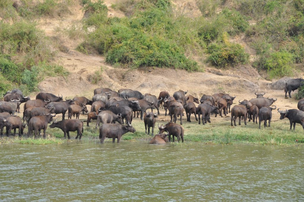 Herds of Buffaloes in Queen Elizabeth National Park, to encounter on your Uganda wildlife safari tour.