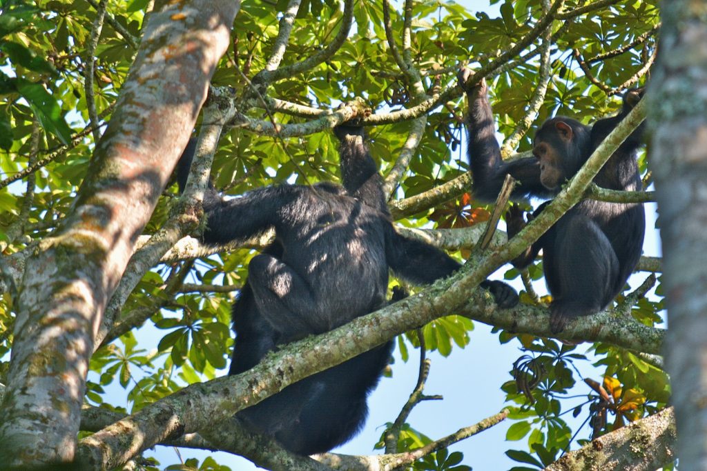 Playful chimpanzees on top of a tree, part of what to see on your chimpanzee tracking in Kyambura gorge, Queen Elizabeth National Park