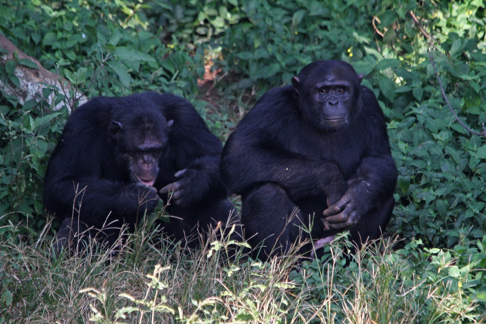 Chimpanzees sitting together in the forest