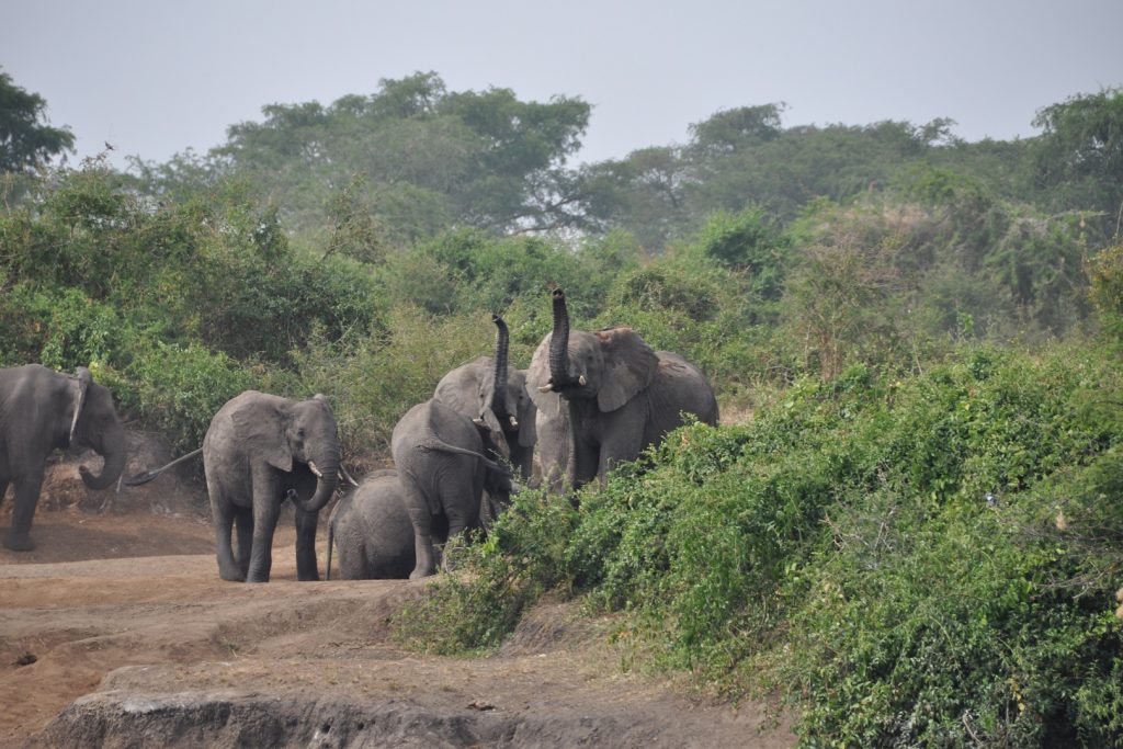 Savannah elephants to watch while in Queen Elizabeth National Park