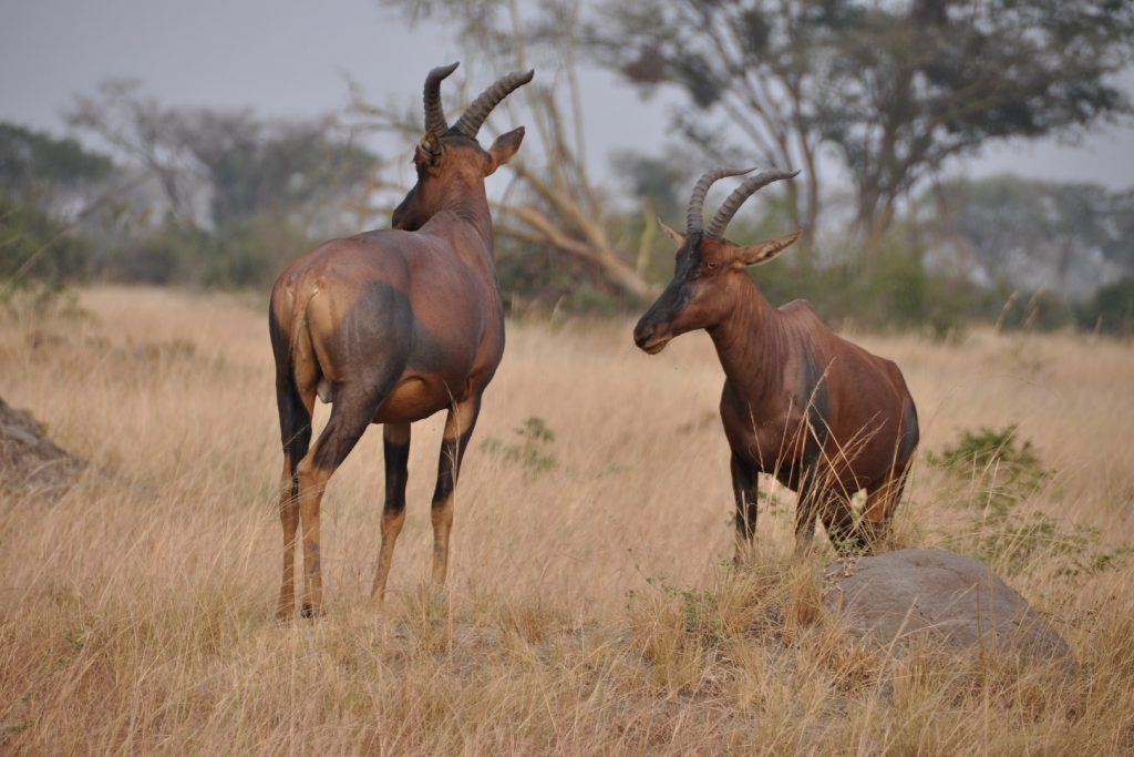 Gazelles spotted in Queen Elizabeth National Park