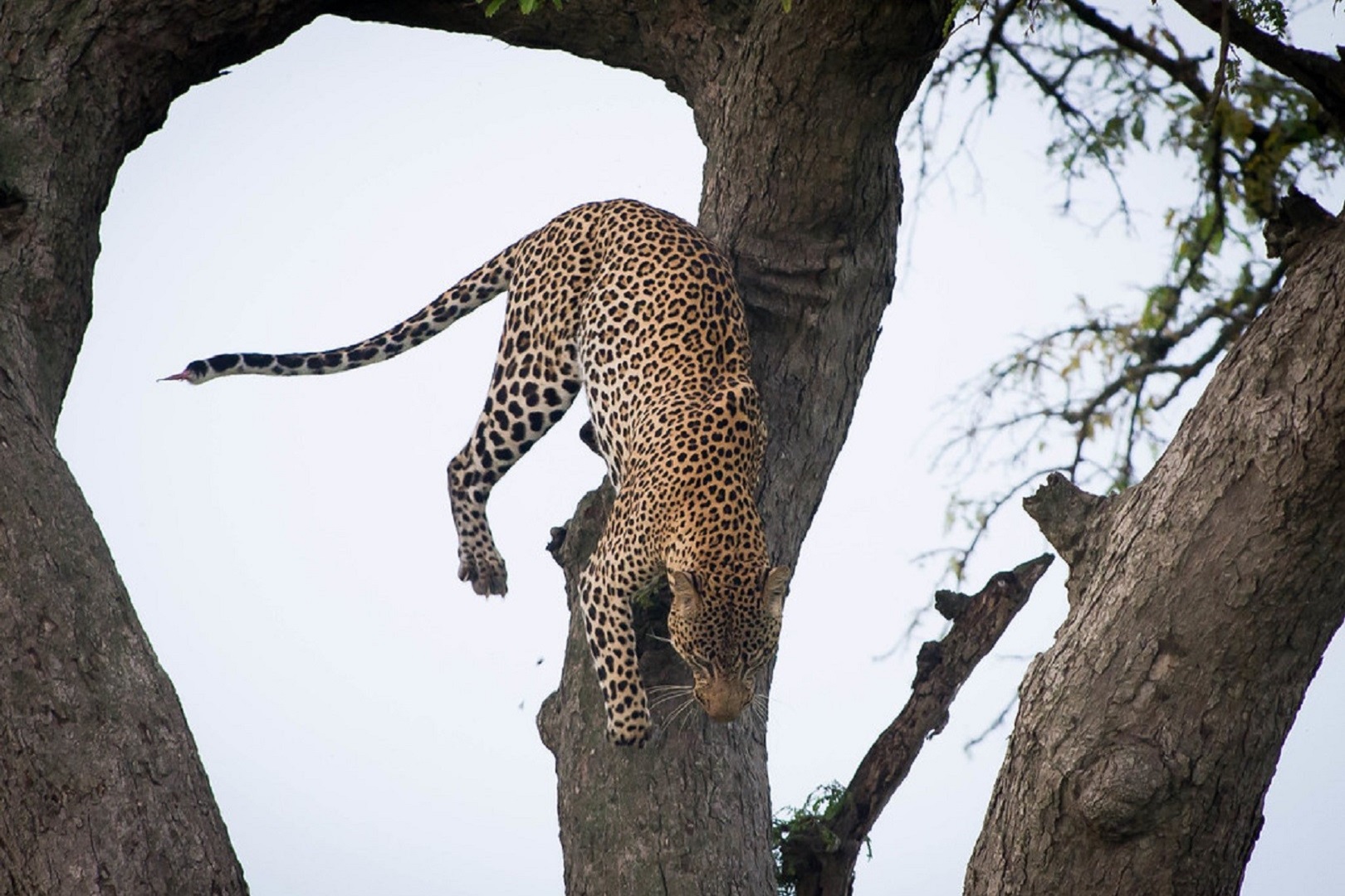 A leopard spotted in Queen Elizabeth National Park