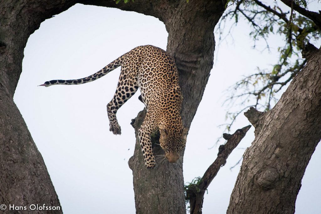 A leopard is one of the big game, primates and bird species spotted in Queen Elizabeth National Park