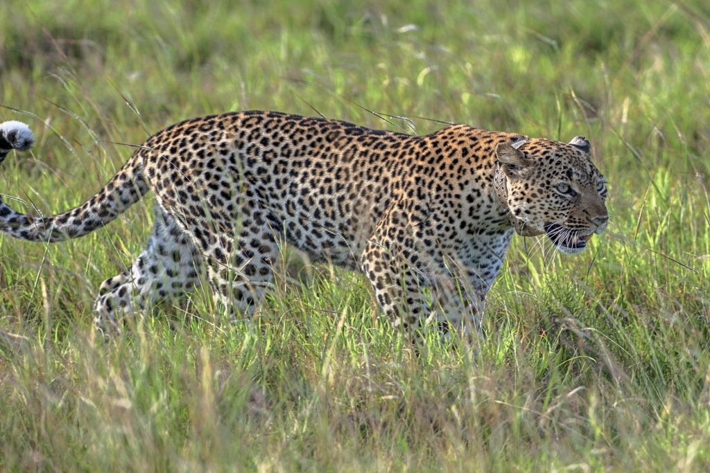 A leopard spotted in Queen Elizabeth National Park, part of what to see at the Leopard Village.