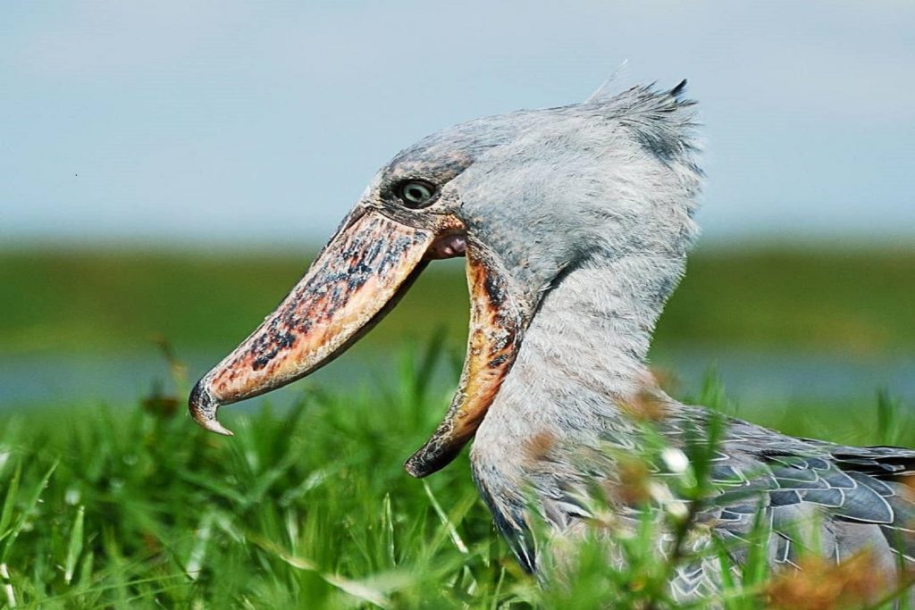 A shoebill stork is one of the birds to spot while on your birdwatching in Queen Elizabeth National Park tour