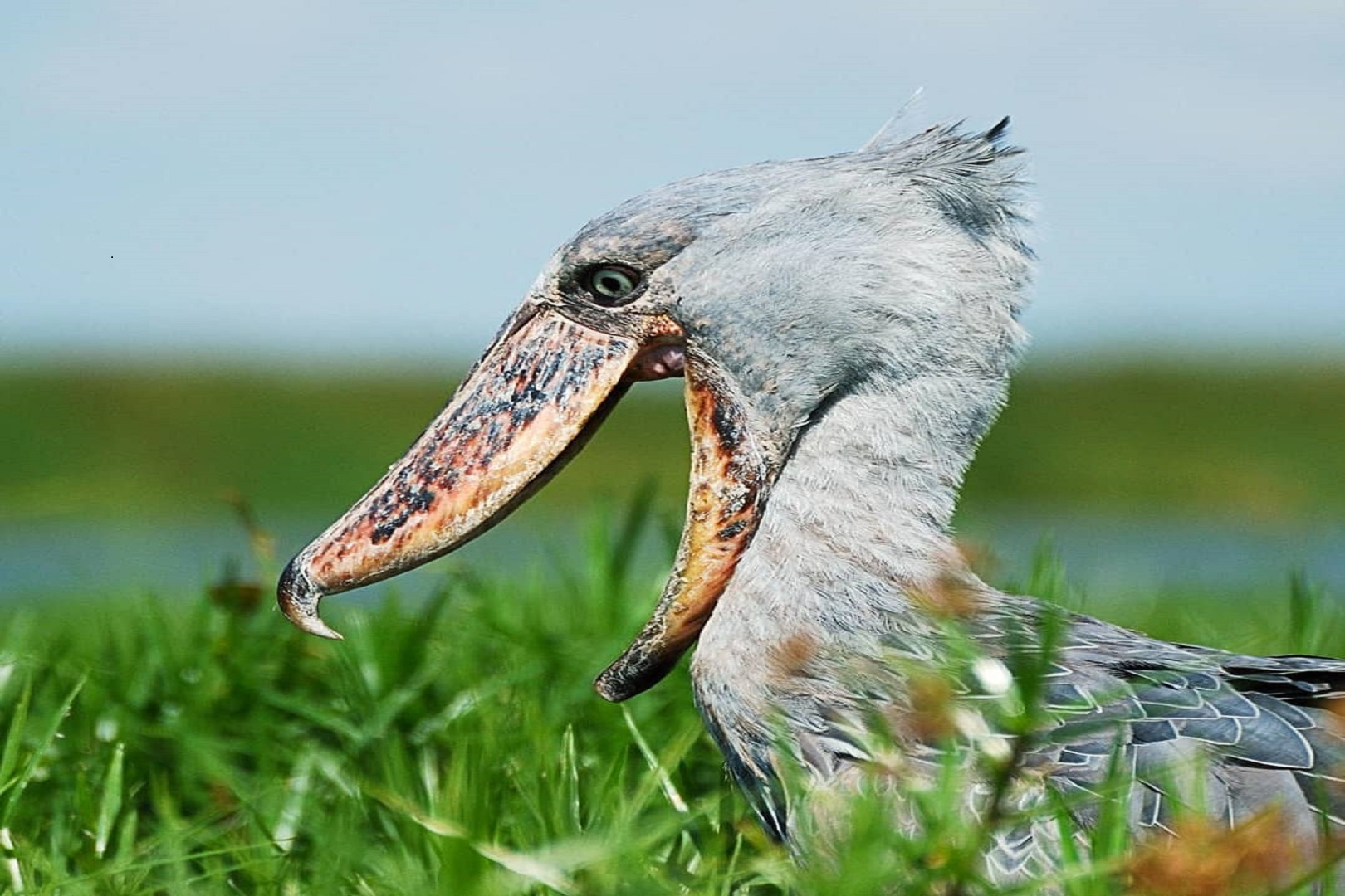 A shoebill stork is one of the birds to spot in Queen Elizabeth National Park