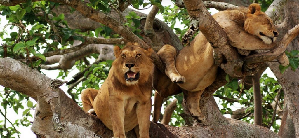 A view of some of the tree-climbing lions in Queen Elizabeth National Park, part what to see on your tracking lion experience