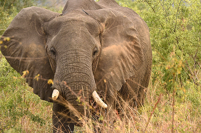 One of the giant African elephants to find on your budget tour to Queen Elizabeth National Park