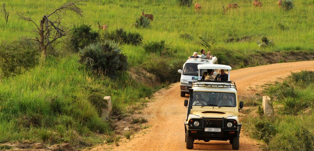 Driving through the plains of Queen Elizabeth National Park, when you get a car hire for wildlife safari