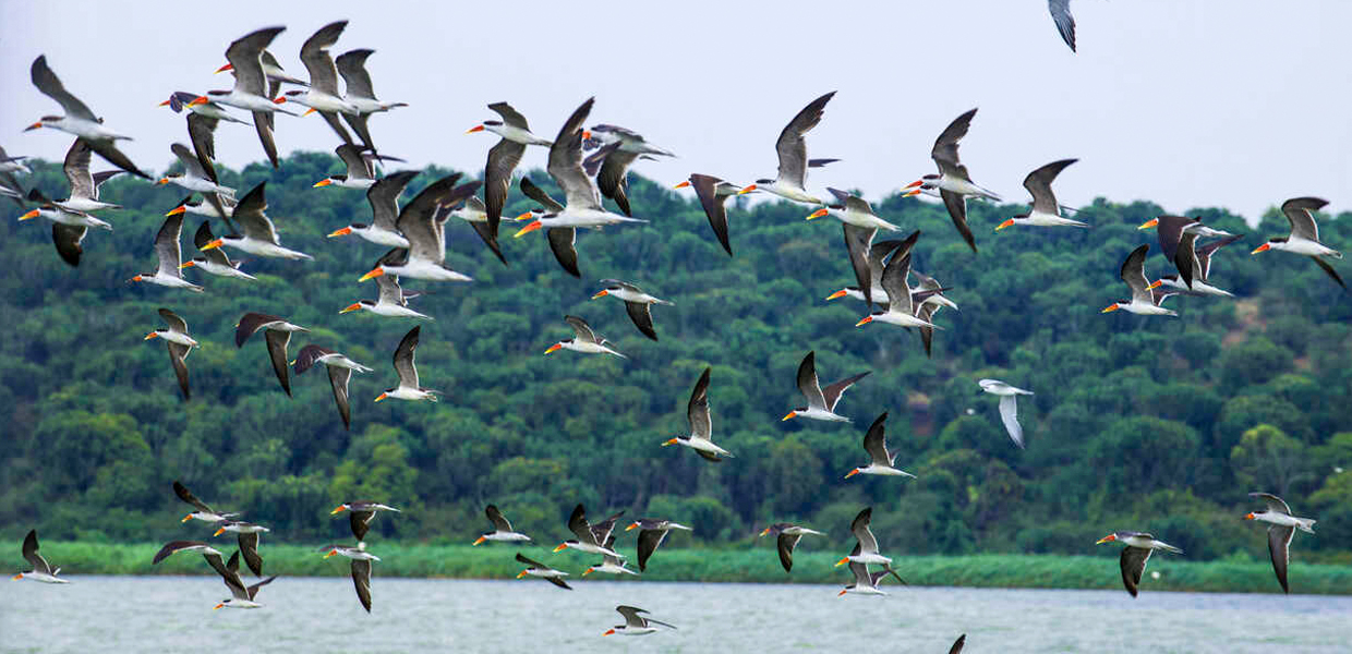 Flying herons, part of a birdwatching experience in Queen Elizabeth National Park