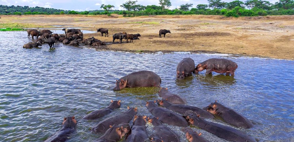 Hippos on the shores of Lake Edward, Queen Elizabeth National Park, part of what to see in Uganda National Parks