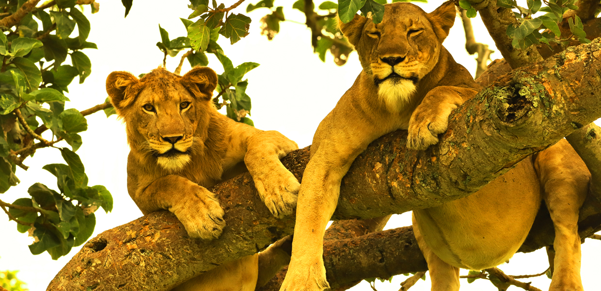 Lazy tree climbing lions in Ishasha sector, Queen Elizabeth National Park